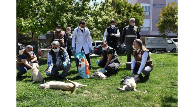 Sokak Hayvanları Unutulmadı