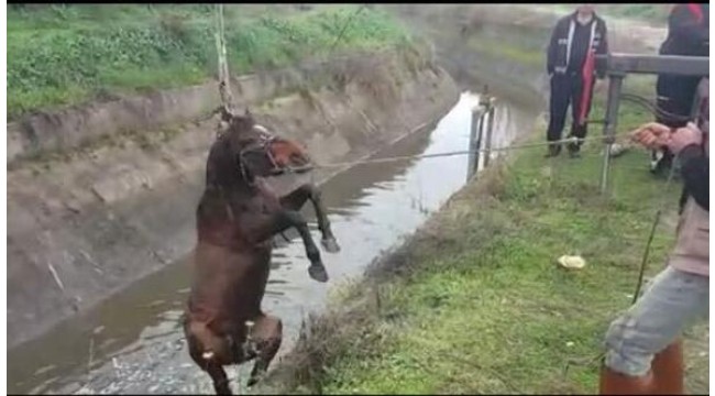 Sulama kanalına düşen atı itfaiye ekipleri kurtardı