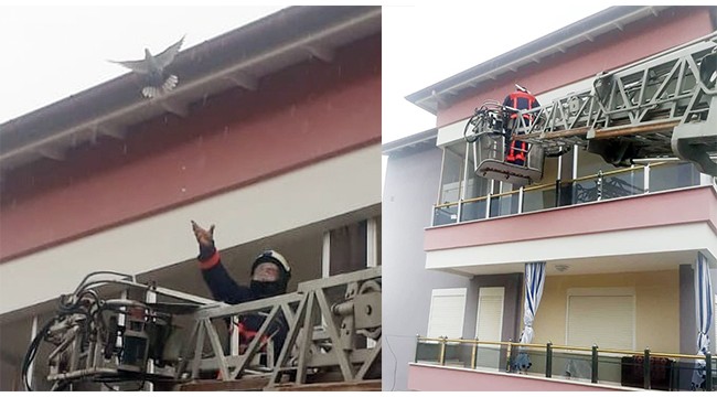 Balkon pervazına takılan kuşu itfaiye kurtardı