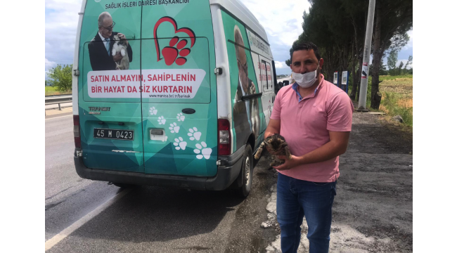 Jandarmanın durdurduğu otomobilin motorundan yavru kedi çıktı