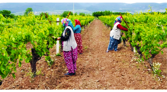 Kalıntısız asma yaprağı elde etmek için bağcılara uyarı!