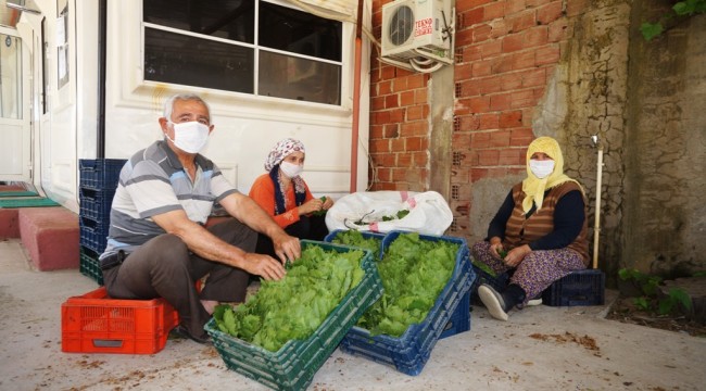 Sarıgöl'de taze bağ yaprağı alımına başlandı