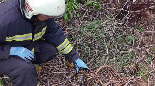 Su kuyusuna düşen 8 kaplumbağayı, itfaiye kurtardı