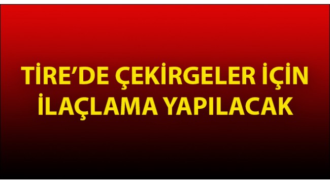 Tire'de çekirgeler için ilaçlama yapılacak
