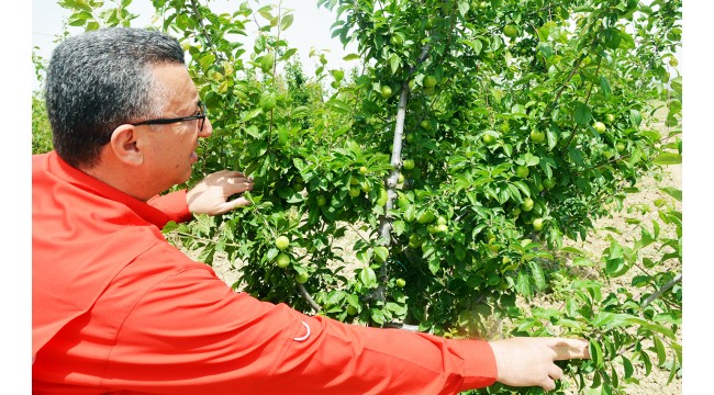 Turgutlu'da azalan papaz eriği üreticisinin yeni umudu!