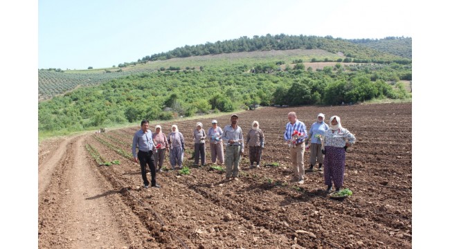 'Kapya' biber, toprakla buluştu