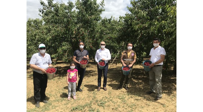 Demirci kirazında hasat sevinci
