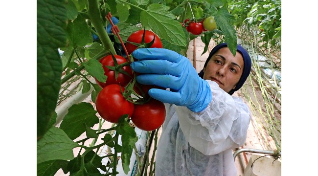 Domates ihracatında kotanın kaldırılması talebi