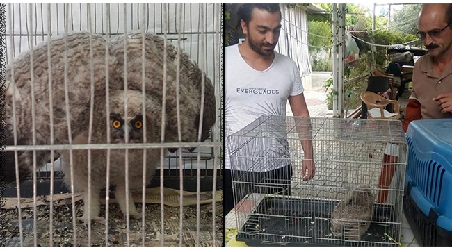 Evin bahçesinde bulunan yavru baykuş, koruma altına alındı