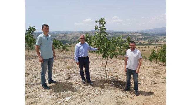 Gördes cevizi 6,5 milyon liralık tesis yatırımıyla dünyaya açılacak