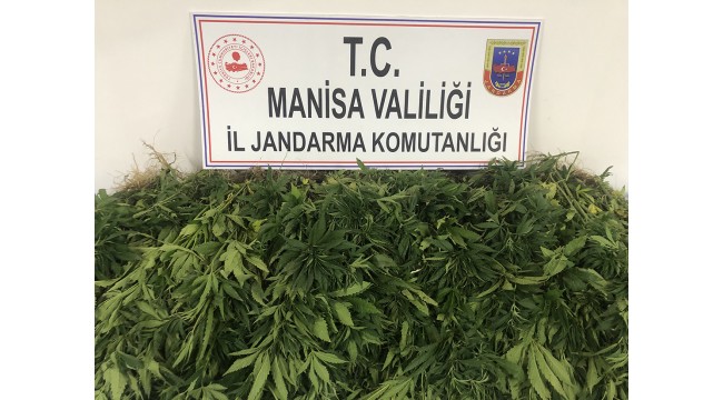 Hint kenevirlerini sularken suçüstü yakalandı