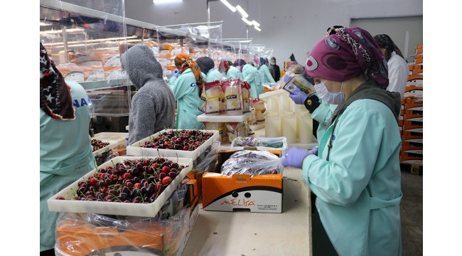 Pandemi sürecinde hava kargoyla 1,8 milyon dolarlık meyve ihracatı gerçekleştirildi