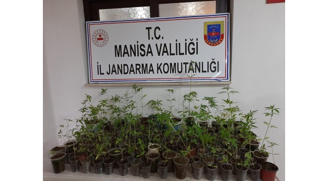 Saksılarda dikili 406 kök Hint keneviri ele geçirildi