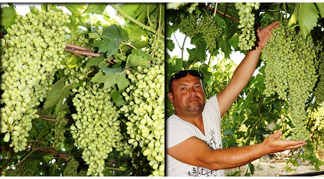 Sarıgöl üzümünde 400 bin ton rekolte hedefleniyor