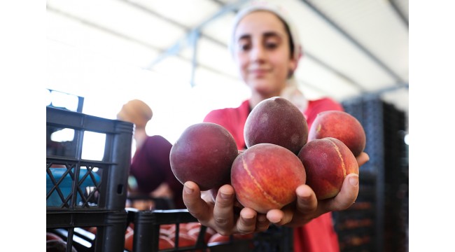 Şeftali ve nektarin ihracatı hızlı başladı