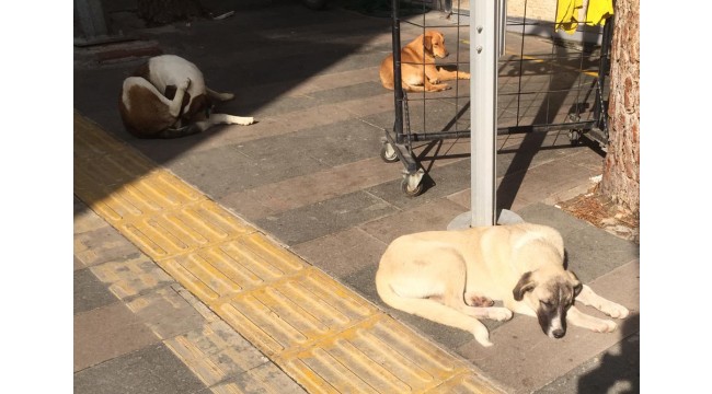 Sokak köpeğine şiddet uygulayan kişi hayvan sevgisi kazanmak için barınağa gidecek