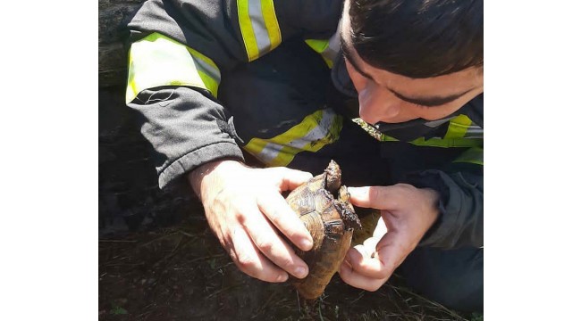 Turgutlu'da alevler arasında kalan kaplumbağayı itfaiye kurtardı