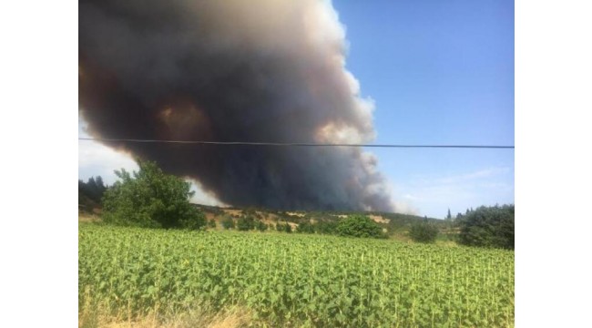 Çanakkale'de orman yangını