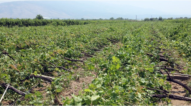 Dolu ve fırtına bağlara zarar verdi