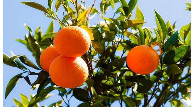 Ege'de narenciyede 434 bin 166 ton rekolte bekleniyor