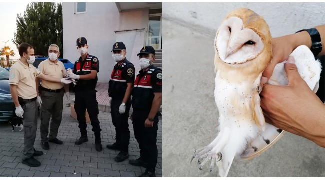 Jandarmanın bitkin halde bulduğu peçeli baykuş koruma altına alındı
