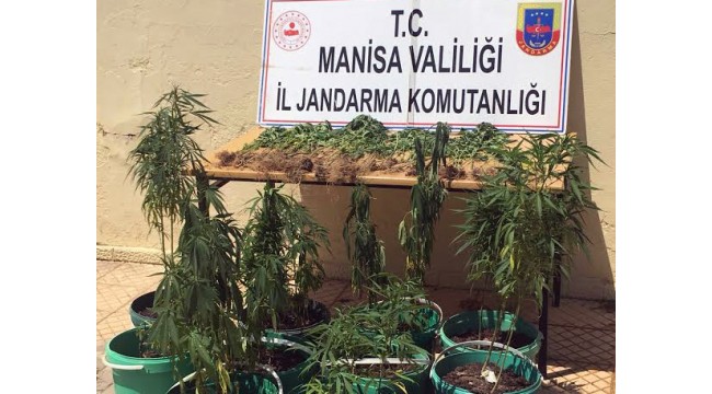 Kendisine ait tarlada kenevir yetiştirildiğini jandarmaya ihbar etti