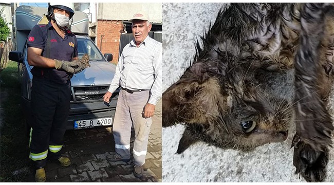 Otomobilin motor kısmına sıkışan yavru kediyi itfaiye kurtardı