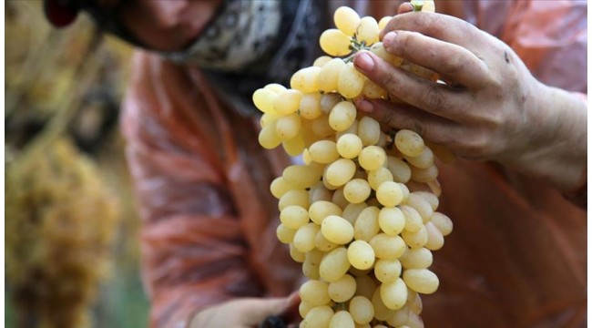 Sofralık üzümde kesim ve ihraç tarihleri belli oldu