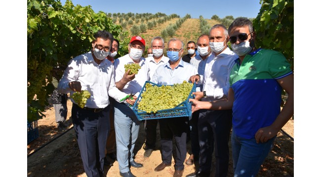 "Superior Seedless" çeşidi ihracatlık üzümde hasat başladı