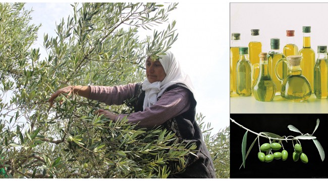 Zeytin ve zeytinyağı ihracatı haziranda 19 milyon doları aştı