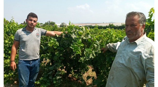 3 saatte 600 kilo üzümü bağdan kesip çaldılar