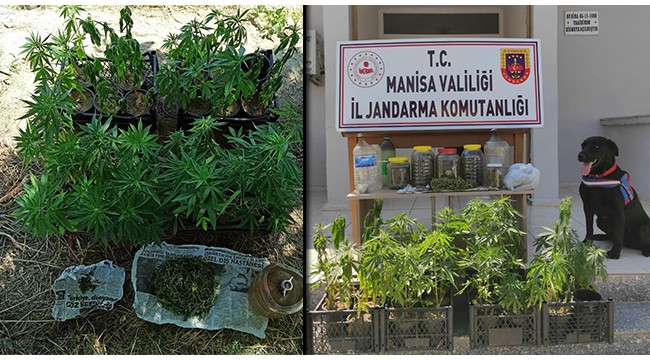 60 kök kenevir bitkisi ile 1 kilo 200 gram kubar esrar ele geçirildi