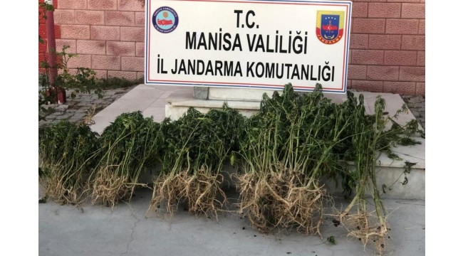 732 kök Hint keneviri ele geçirildi