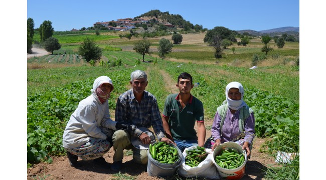 Barajların hayat verdiği topraklarda hasat heyecanı