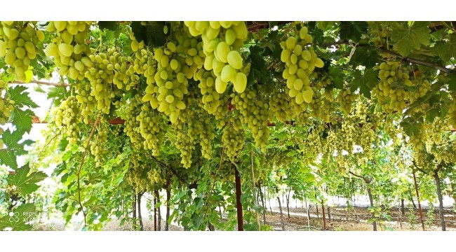 Çekirdeksiz ve sofralık üzüm için hasat ve ihraç tarihleri belirlendi