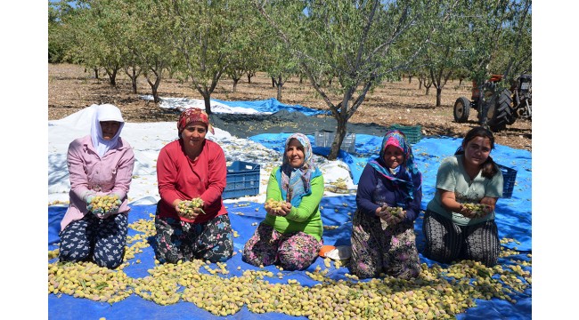 Çiftçiler badem üretimine yöneliyor