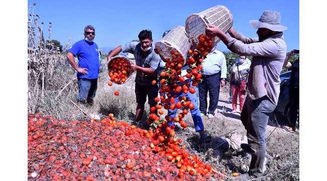 Domates üreticisi: "Biz yandık üzüm üreticisi yanmasın"
