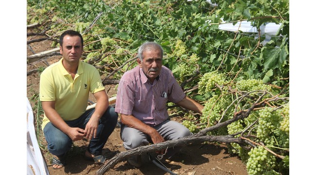 Fırtına ve yağmur, bağ alanlarında hasara neden oldu