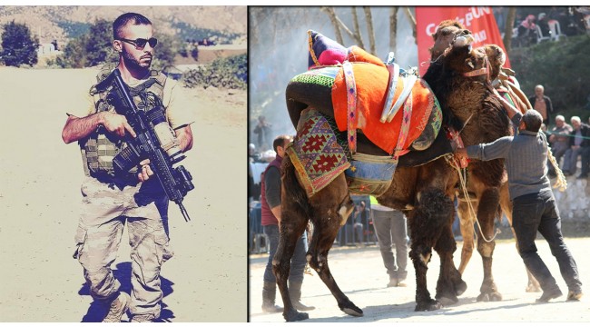 Gökkaya'da Şehit Recep Yüksel anısına deve güreşi düzenlenecek