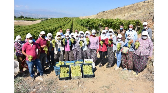 Manisa'da sofralık üzüm hasat çalışmaları