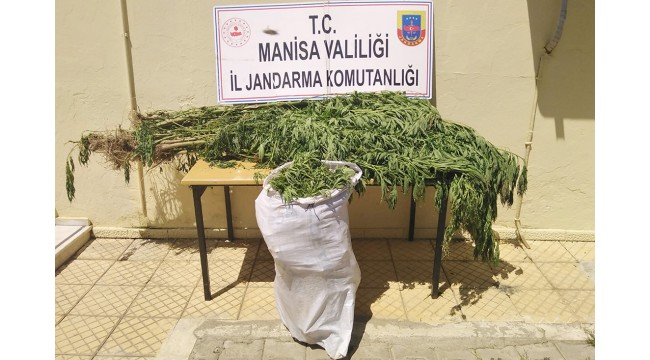 Turgutlu'da 2 kişi 12 kilo kubar esrarı çuvalla taşırken yakalandı