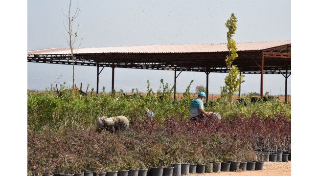 Büyükşehir kendi tesislerinde bitki üretimine başlıyor