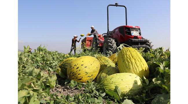 Kırkağaç'taki kavun üreticileri, dış pazara açılmak istiyor