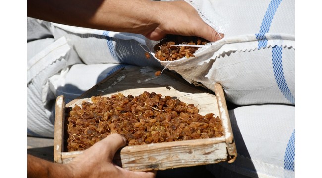 Kuru üzüm bedelleri üreticilerin hesaplarına yatırıldı