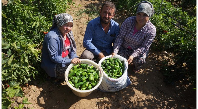 Sarıgöl'ün ünlü Emcelli Biberinin ekim alanı daralıyor