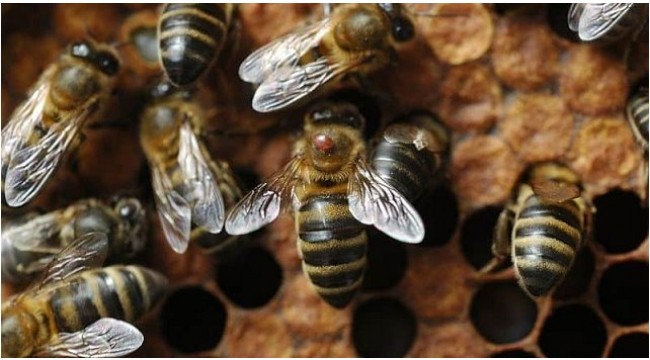 Turgutlu İlçe Tarım’dan arıcılara varroa ilaçlaması uyarısı