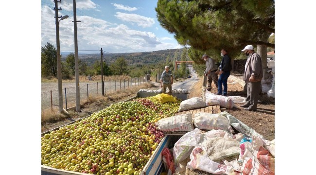 Demirci'de elma hasadı