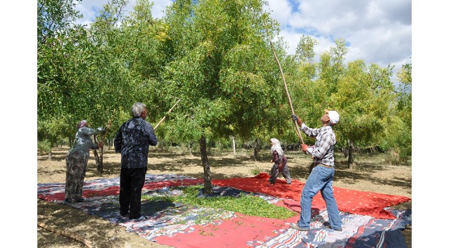 Demirci'de hünnap hasadı başladı