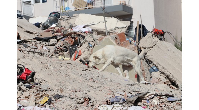 Hayat kurtaran köpekler, arama kurtarma ekiplerinin sağ kolu