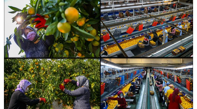 Mandalina ihracatında yeni rekor beklentisi